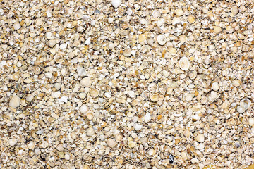 Background from small seashells. Summer. Relax on the beach. Summer background