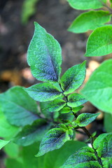 Leaves of potato plant close up selective focus, growing potatoes.