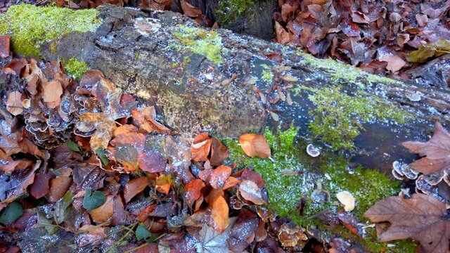Mushrooms trametes versicolor grow on a fallen tree. Frost on a tree and mushrooms, filming in a winter forest.