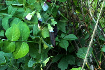 Green bushes of young purple peas close up selective focus.