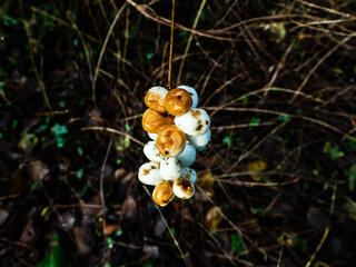 HEDGEROW BERRIES 