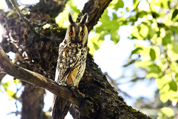 A long-eared owl sits on a branch of an apple tree, in an apple orchard. A bright sunny summer day, an owl looks at the camera with wide eyes, awakening from sleep.