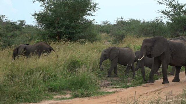 Herd of African elephants (Loxodonta africana) with calfs walking through their natural environment in Murchison Falls National Park, Uganda