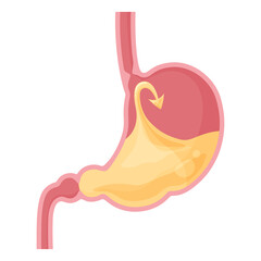 Obraz premium 下部食道括約筋が働いて胃酸が逆流しないよ