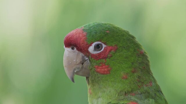 Side close-up of head of mitred parakeet with blurry green background