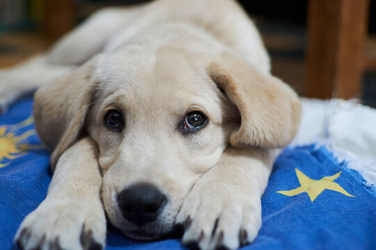 Cachorro de labrador retriever recostado sobre sus patas con mirada adorable 