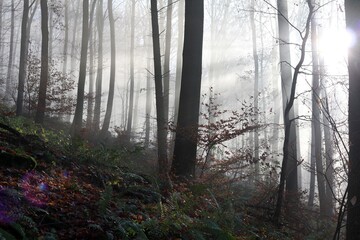 Obraz premium Fog in the forest. Sunrays in the forest. Fog in the wood.