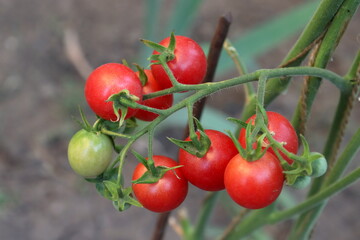 Tomatoes close-up selective focus.