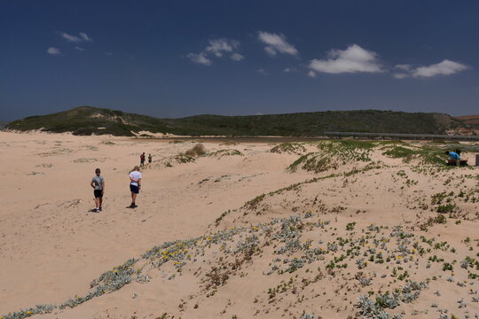 Strandaster, Arctotheca populifolia. Diese Pflanze ist eine Pionierart sandiger Küstenlebensraumtypen wie Dünen. Wilderness, Südafrika 