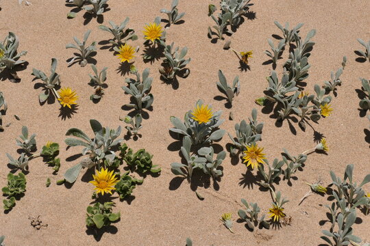 Strandaster, Arctotheca populifolia. Diese Pflanze ist eine Pionierart sandiger Küstenlebensraumtypen wie Dünen. Wilderness, Südafrika 