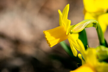 Yellow Daffodil Flower