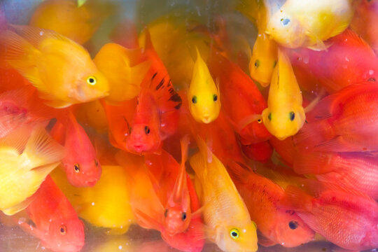 Goldfish at Goldfish Market, goldfish market Mong Kok Kowloon, Hong Kong, China