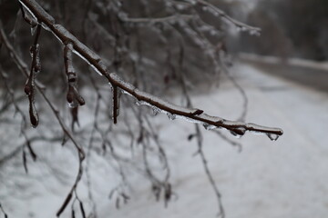 branch, tree branch, winter, ice, January, Belarus