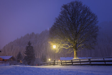 Sycamore maple (Acer pseudoplatanus) tree  during wintertime with illuminated lamp post in the Austrian alps (Filzmoos, Salzburg County)