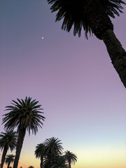 palm tree silhouette