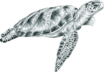 sea turtle black white sketch vector illustration