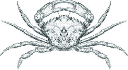 crab sea reptile vector illustration