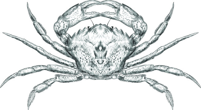 crab sea reptile vector illustration