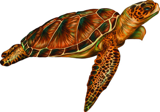sea turtle color vector illustration