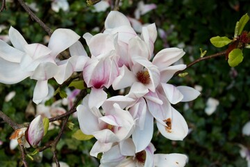 Magnolia flower blooming on the tree