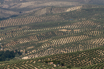 olivos de Jaen, parque natural sierras de Cazorla, Segura y Las Villas, Jaen, Andalucia, Spain