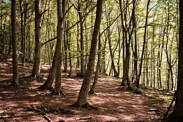 Beech forest with sunlight filtering through the foliage (Marche, Italy, Europe)