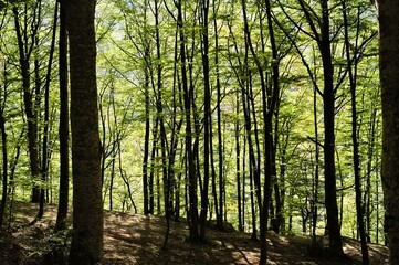 Obraz premium Beech forest with sunlight filtering through the foliage (Marche, Italy, Europe)