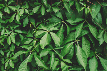 Fototapeta na wymiar Green leaves texture. Toned lush jungle background.