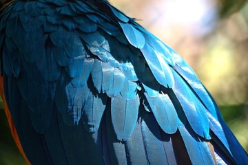 Obraz premium Plumas