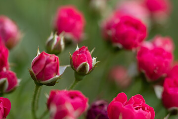 A selective focus macro image of red rose buds and green leaves with dark background