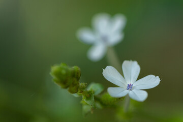 Beautiful white flowers clicked in macro with blur green background
