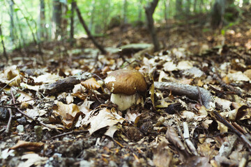mushroom in the forest