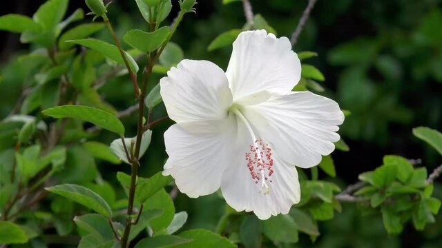 Close-up, detailed view of a white Hibiscus flower in the Caribbean.