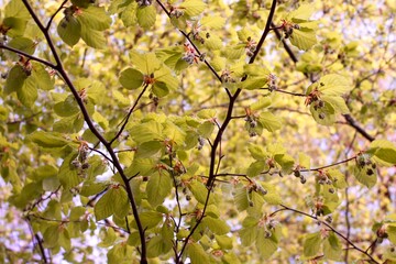 beech leaves on a branch