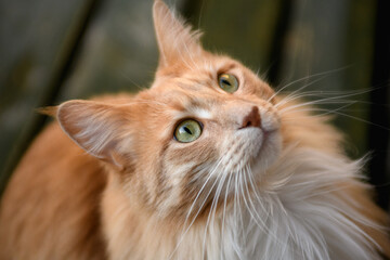 Fluffy Maine Coon cat. A cute Maine Coon female cat portrait.