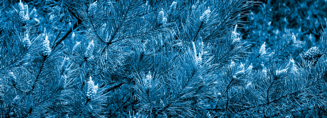 pine branches with visible details in blue