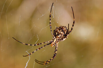 Wild spider on the silk web. Lethal insect. Poisonous spider.