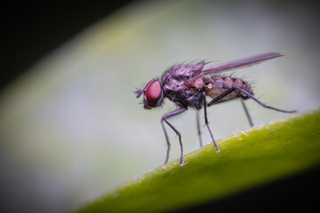 Eine Fliege auf einem Blatt