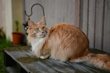 Fluffy Maine Coon cat. A cute Maine Coon female cat portrait.