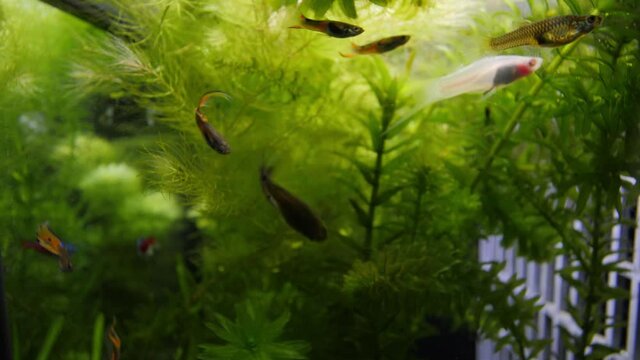 Wide-angle slow motion handheld, of an aquarium with plants like Ceratophyllum, Elodea Canadensis, in the background and swimming Poecilia reticulata fish in the foreground.