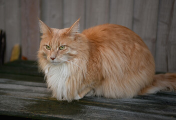 Fluffy Maine Coon cat. A cute Maine Coon female cat portrait.