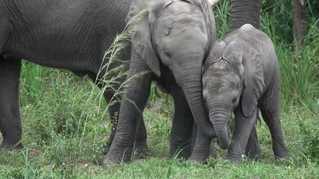 African elephants (Loxodonta africana) calfs foraging in the green vegetation of Murchison Falls National Park, Uganda