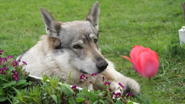 Czechoslovakian wolfdog