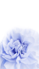 Blue large peony bud or cloves on a white background as a blank for advertising text