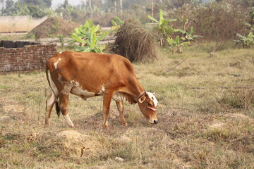 A red and brown domestic cow tied to a rope and cow grazing in a field in rural Bangladesh 