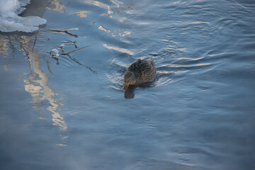 A lonely duck floats on a frozen river