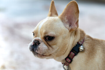Close up portrait of a French Bulldog