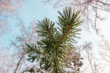 pine branch in the snow close-up against the sky
