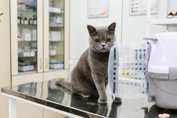Cat on examination table of veterinarian clinic. Veterinary care.