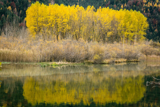 Grupo De Alamos En El Embalse De Pineta, Populus Alba, Huesca, Cordillera De Los Pirineos, Spain, Europe